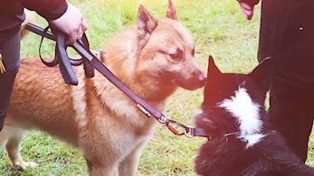 Snåsa Game Fair 2024